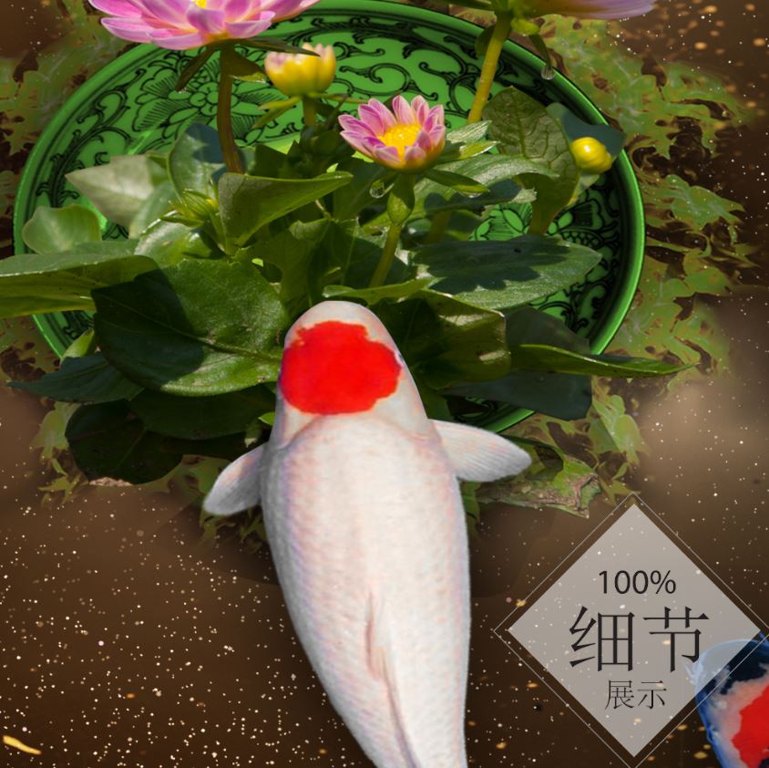 富贵圆满【5】